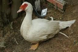 Ada banyak faktor yang menjadikannya pantas dijadikan sebagai teman bermain. Anim Agro Technology: ITIK MUSCOVY (Part 4)