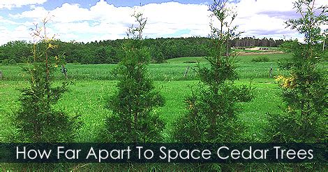 It depends on the type of tree and the setup. How far Apart to Plant the Cedar Trees - Choose the Right ...