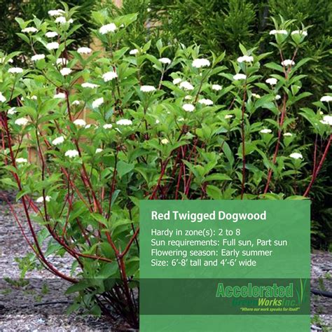 Great savings & free delivery / collection on many items. Red Twigged Dogwood | Red twig dogwood, Plants, Trees and ...