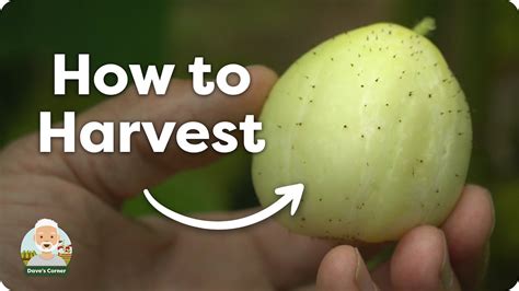 How To Harvest Crystal Lemon Cucumbers Youtube