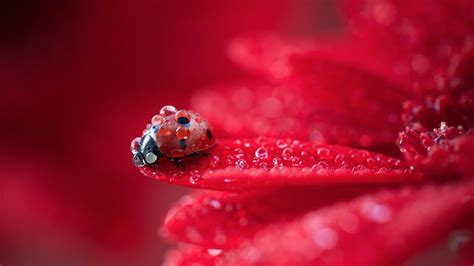 Ladybug 4k Wallpapers For Your Desktop Or Mobile Screen Free And Easy