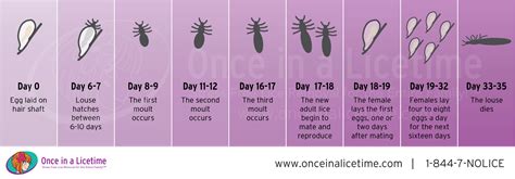 Dec 28, 2020 · adults and teenagers—400 milligrams (mg) every four to six hours, as needed. How many eggs does a lice lay in a day, IAMMRFOSTER.COM