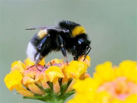 Bumble has changed the way people date, find friends, and the perception of meeting online, for the better. Explore Bees: Types of bees - MyBeeLine