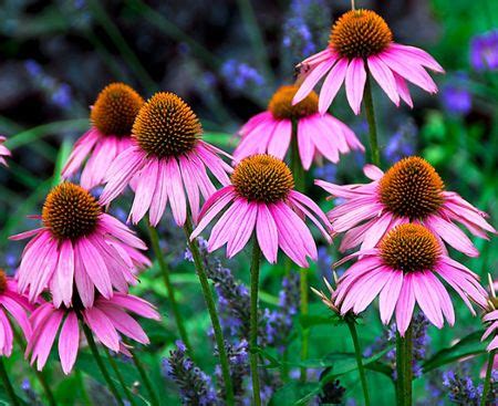 We did not find results for: Pink cone flower http://www.almanac.com/plant/coneflowers ...