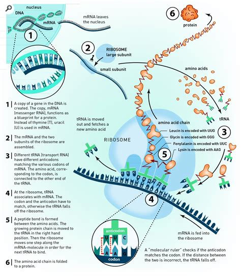 Translation Dna To Mrna To Protein Infographic Biology Lessons