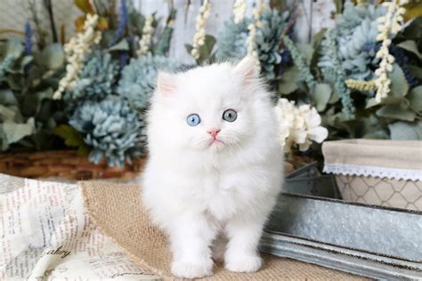 33 Persian Kitten Pictures Furry Kittens