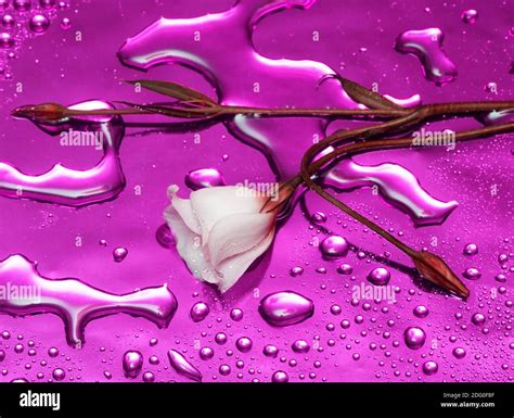 White Flower With Water Droplets Stock Photo Alamy