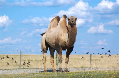 The camelcamelcamel platform is defined as following amazon's free price that tracks millions of products and notifies us when prices drop, so that buying is easier for us. Bactrian Camel Facts, Information, Hd pictures and all details