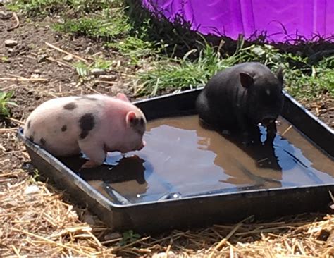 See more ideas about pot belly pigs, baby pigs, pig. Pot Belly Pig Animals For Sale | Fort Wayne, IN #238737