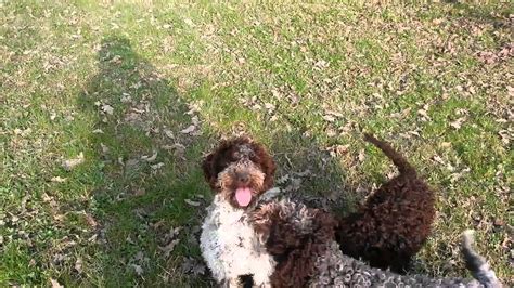 Breeder of lagotto romagnolo, italian truffle dog. Lagotto Romagnolo puppies - YouTube