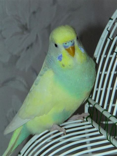 Rare Parakeet Colors Pet Birds Budgies Budgies Bird