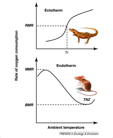 Endothermic organisms are able to maintain a steady and specific body temperature; The relationship between rate of oxygen consumption ...