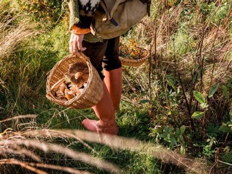The Worlds 6 Best Destinations For Foraging Plug And Play
