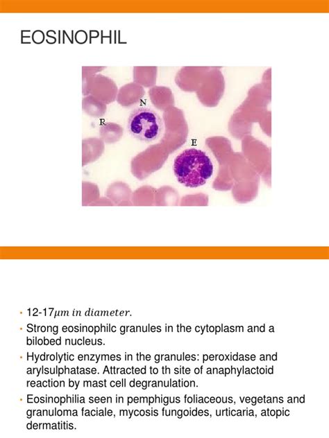Eosinophil Cell Nucleus Cell Biology