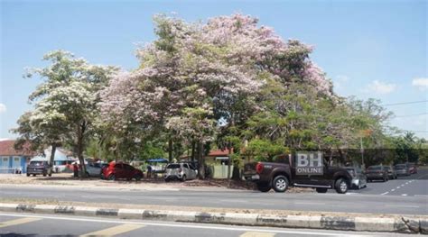 Accounting, tourism, business, computer system and office management | twuko. Sakura 'Tekoma' kembali indahkan Alor Setar | Nasional ...