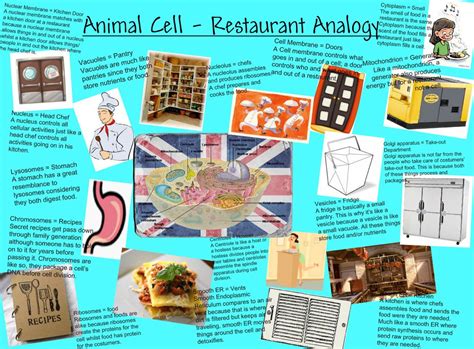 Animal cell analogy project house. If anyone needed it well here you go (With images) | Plant ...