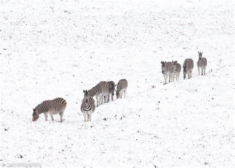 Maybe you would like to learn more about one of these? Winter is here. Pictures of South Africa covered in snow ...
