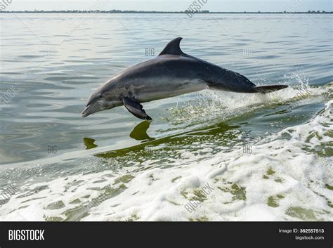 Dolphin Jump Gulf Image And Photo Free Trial Bigstock
