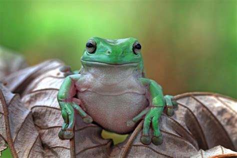 White's Tree Frog Care Guide - Diet, Lifespan & More - Petsoid