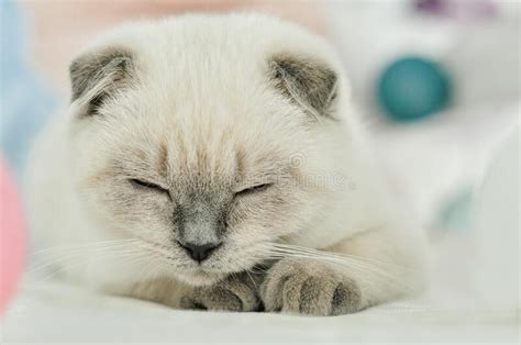 White Scottish Fold Domestic Cat Lying In Bed Beautiful White Kitten