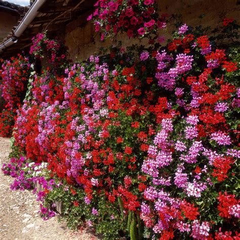 How To Grow And Care For Ivy Geraniums