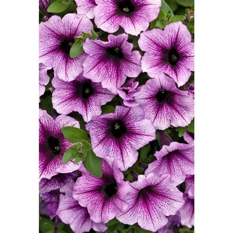 Forms clumps that can be divived. Proven Winners Supertunia Bordeaux (Petunia) Live Plant ...