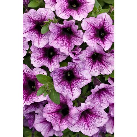 We did not find results for: Zinnia - Annuals - Garden Plants & Flowers - The Home Depot