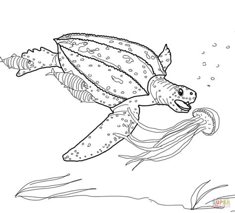 Premium vintage watercolor leatherback sea turtle. Disegno di La tartaruga liuto da colorare | Disegni da ...