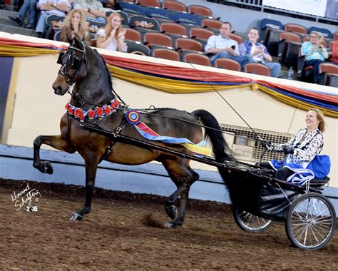 American Morgan Horse Association Classic Pleasure