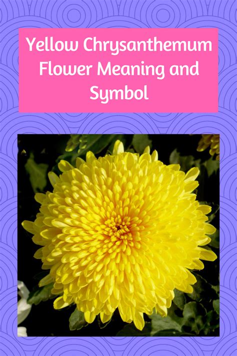 Want to know what yellow flowers symbolise when you send a bouquet of however, that only tells half the story of the symbolic meanings of yellow coloured blooms. Yellow Chrysanthemum Flower Meaning and Symbol | Yellow ...