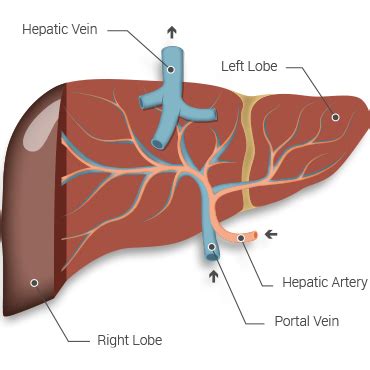 Check spelling or type a new query. Lahey Transplant - Liver Anatomy