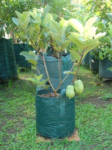 Guava (/ˈɡwɑːvə/) is a common tropical fruit cultivated in many tropical and subtropical regions. Taiwan pink guava for pot and garden - Bonsai Plants Nursery