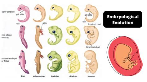 Embryology Definition History And Careers Biology Dic