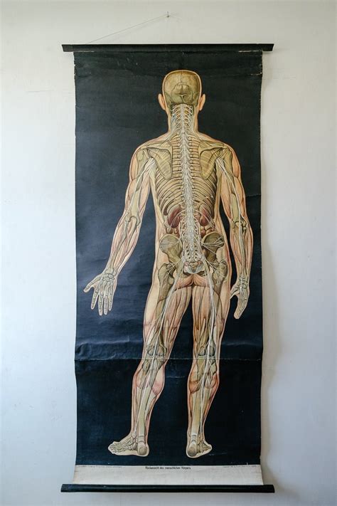 Original Anatomical Vintage German Educational School Old Wall Chart
