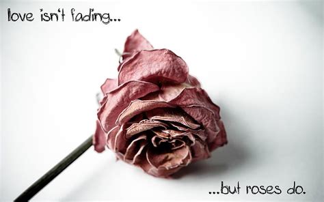 Love Rose Rose Love Lost Fading Happy Hd Wallpaper Peakpx