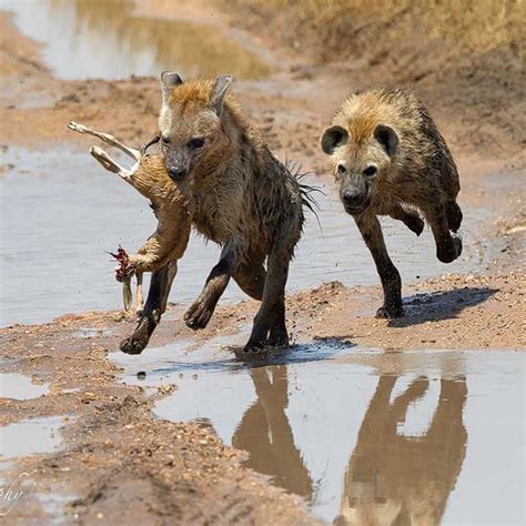 The leopard is one of the five big cats in the genus panthera. "Hyena Chase It was wonderful to watch spotted hyenas in ...