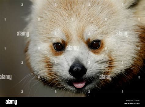 Red Panda Ailurus Fulgens Close Up Of Face Stock Photo Alamy