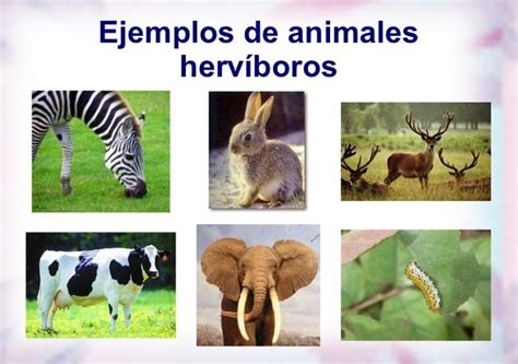 3 tipos de animales herbívoros. DUVAN_FELIPE_RIAÑO_RODRIGUEZ: CLACIFICACION DE ANIMALES