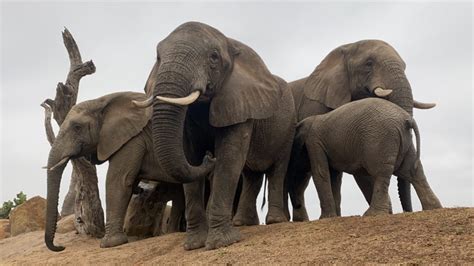 The Interesting Interactions Between The Jabulani Herd And Wild Elephants