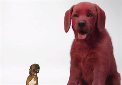 Contact world dog show 2021 on messenger. 9 movies rated 100% on Rotten Tomatoes | Cineworld cinemas