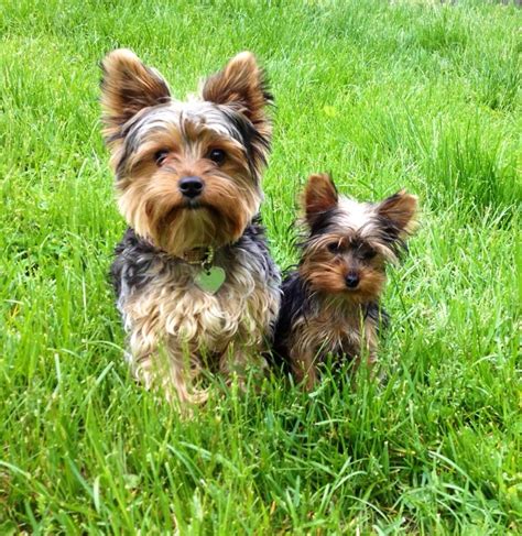 Only Thing Better Than One Yorkie Two Yorkies They Look Like Odie And