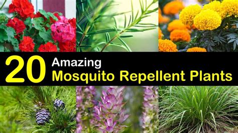 What type of flowers keep mosquitoes away. Keeping Mosquitoes Away - 20 Mosquito Repellent Plants