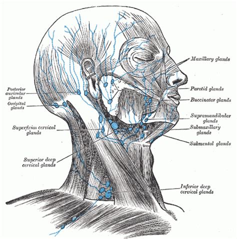The most immediately affected areas will obviously be the areas surrounding the neck. Patient guide to head and neck lymphedema