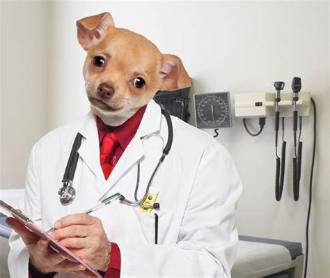 Community Dogs Dressed As Doctors Photo 546421