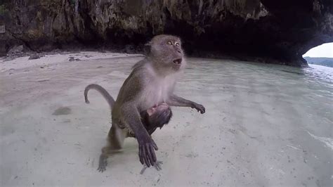 Download this premium photo about monkey beach, phi phi islands, thailand, and discover more than 9 million professional stock photos on freepik. Monkey beach Thailand Phiphi - YouTube
