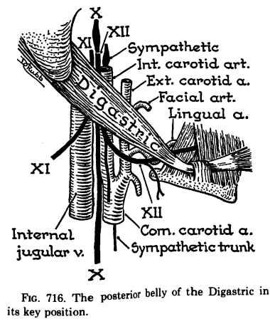 This tutorial covers the muscles of the posterior triangle of the neck as well as the prevertebral and lateral neck muscles. Diagram of the Posterior Belly of Digastric