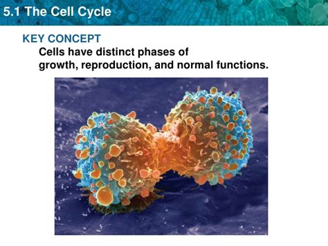 Parts and structure with functions. Unit 5 The Cell Cycle And Mitosis