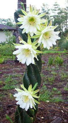 Pilosocereus azureus grows beautiful golden spines and soft, downy fur. Pilosocereus azureus - Blue Torch Cactus. | Egzotyczne ...