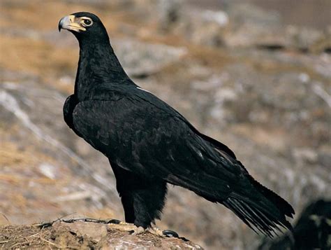 Endangered Wildlife Trust National Animal Types Of Eagles Eagles