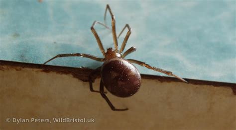 Cupboard Spider Steatoda Grossa Species Wildbristoluk